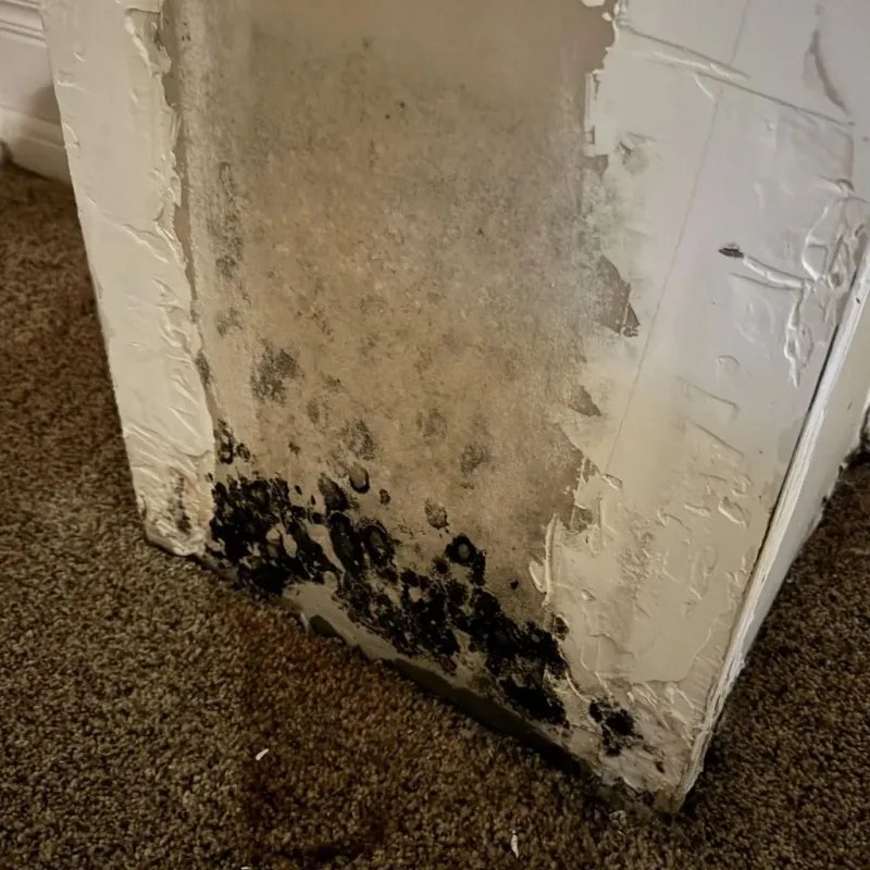 Professional Mold Removal in Maharishi Vedic City, IA
